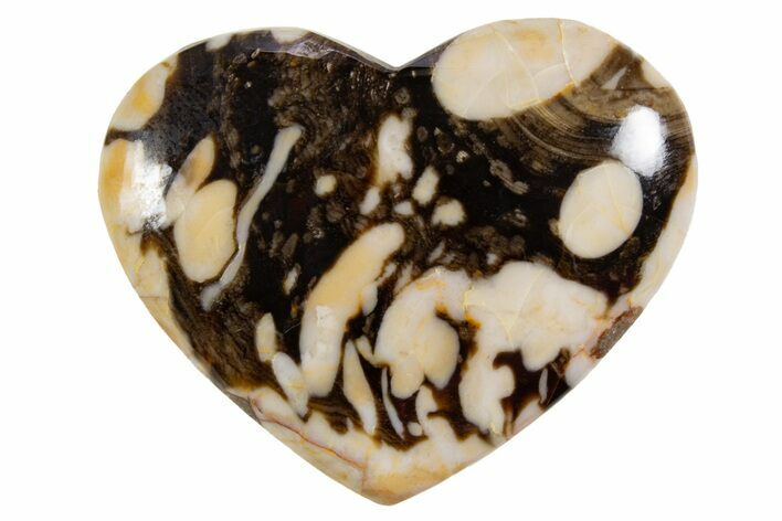 Polished Petrified Peanut Wood Heart - Australia #341912